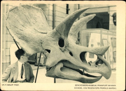 CPA Frankfurt Am Main, Senckenberg Museums, Schädel Von Triceratops Prorsus - Autres & Non Classés