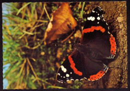 AK 212246 BUTTERFLY / SCHMETTERLING - Red Admiral - Papillons