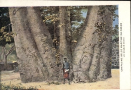 CPA DR Kongo Zaire, Ein Riesiger Baoba - Sonstige & Ohne Zuordnung