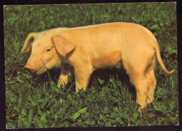 AK 212261 PIG / SCHWEIN - Pigs