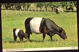 AK 212265 COW / KUH - Belted Galloway Cow And Calf - Kühe