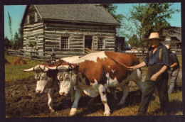 AK 212268 COW / KUH - Canada - Upper Canada Viilage - Vaches