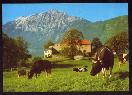 AK 212269 COW / KUH - Bad Reichenhall - Cows