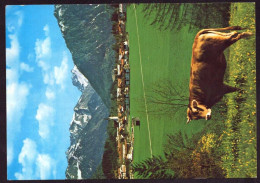 AK 212272 COW / KUH - Oberstdorf - Vacas