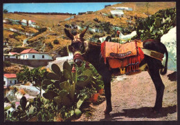 AK 212278 DONKEY / ESEL - Islas Canarias - Donkeys
