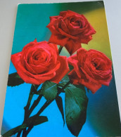 Fleurs Bouquets De 3 Roses  Rouge S -ed Rotacolor R 440 - Fleurs