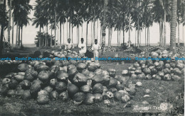 R047410 Coconut Plantation - Monde