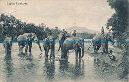 R047429 Ceylon Elephants. Palate. 1923 - Monde
