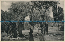 R047449 Jerusalem. Garden Of Gethsemane. Lehnert And Landrock - Monde