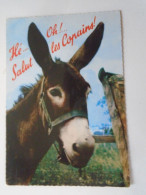 D203176  CPM    Humour. Bichon En Vacances (Hé... Oh!... Salut Les Copains!)  Donkey Ane Esel  1973 - Burros
