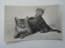 D203187   CPSM  Cat Chat Kitty Kitten Katze -  Hungarian Postcard 1968 - Dr.Janus Endréné - Chats