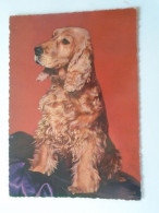 D203192     CPM  Dog Chien Hund  1960 - Chiens