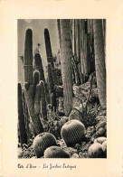 Fleurs - Plantes - Cactus - La Cote D'Azur - Les Jardins Exotiques - Carte Dentelée - CPSM Grand Format - Voir Scans Rec - Cactusses