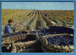Vignes - Vendanges - Champagne - Ecrite En 1980 - Viñedos