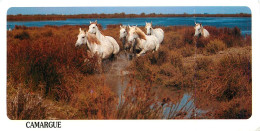 Format Spécial - 210 X 105 Mms - Animaux - Chevaux - Camargue - Etat Gros Pli Visible - Frais Spécifique En Raison Du Fo - Horses
