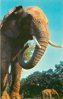 Animaux - Eléphants - Zoo De Londres - The Zoological Society Of London - Parc Zoologique - Zoo - CPM - Voir Scans Recto - Elephants