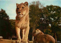 Animaux - Fauves - Lion - Réserve Africaine Du Château De Thoiry En Yvelines - Zoo - CPM - Carte Neuve - Voir Scans Rect - Leones