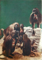 Animaux - Singes - Italie - Italia - Milan - Milano - Museo Civico Di Storia Naturale - Gelada - Montagne Dell'Abissinia - Monkeys