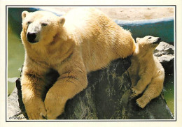 Animaux - Ours - Zoo De La Palmyre - Ourson Avec Sa Mère Ours Blanc - Zoo - Bear - CPM - Voir Scans Recto-Verso - Beren