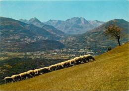 Animaux - Moutons - Troupeau En Montagne - CPM - Voir Scans Recto-Verso - Autres & Non Classés