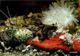 Animaux - Poissons - Aquarium De La Rochelle - 17.300.06 - Etoile Pentaceros Rouge Parasitée Par Hymenoccra élégans - Nu - Fish & Shellfish