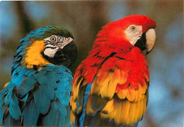 Animaux - Oiseaux - Perroquet - Aras Ararauna Et Macao - Parc Zoologique De Plaisance Du Touch - CPM - Voir Scans Recto- - Oiseaux