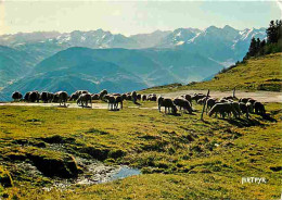 Animaux - Moutons - Col D'Aspin - Les Pyrénées Vues Du Col - CPM - Voir Scans Recto-Verso - Autres & Non Classés