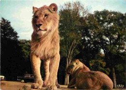 Animaux - Fauves - Lion - Réserve Africaine Du Château De Thoiry En Yvelines - Zoo - CPM - Voir Scans Recto-Verso - Leones