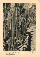 Fleurs - Plantes - Cactus - La Cote D'Azur - Un Jardin Exotique - Mention Photographie Véritable - Carte Dentelée - CPSM - Cactus