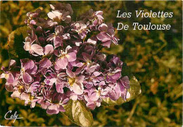 31 - Toulouse - Les Violettes De Toulouse - CPM - Voir Scans Recto-Verso - Toulouse
