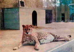 Animaux - Fauves - Guépard - Parc Zoologique Du Tertre Rouge - Zoo De La Flèche - Wisky Guépard Du Tchad - Zoo - CPM - V - Autres & Non Classés