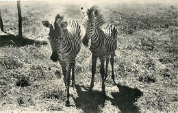 Animaux - Zèbres - Collection Faune Africaine - Mention Photographie Véritable - Carte Dentelée - CPSM Format CPA - Voir - Zebra's
