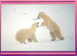 Animaux - Ours - Ours Blanc - Bear - CPM - Voir Scans Recto-Verso - Osos