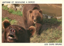 Animaux - Ours - Vallée D'Aspe - Enclos Des Ours à Borce - Ours Bruns - Zoo - Bear - CPM - Voir Scans Recto-Verso - Bears