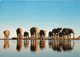 Animaux - Eléphants - Carte WWF - éléphants Africains - CPM - Voir Scans Recto-Verso - Elefanti