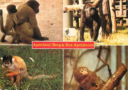 Animaux - Singes - Pays Bas - Nederland - Apenheul-Berg And Bos-Apeldoorn - Multivues - Wolaap - Gorilla - Eekhoonaapje  - Monkeys