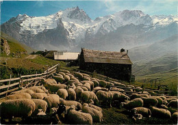 Animaux - Moutons - La Meije - Troupeau De Moutons - CPM - Voir Scans Recto-Verso - Autres & Non Classés