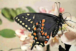 Animaux - Papillons - Papilio Polyxenes Asterius - Photo Yves Lanceau - Carte éditée Par Le Comité National De L'enfance - Vlinders