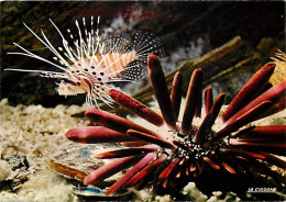 Animaux - Poissons - Aquarium De La Rochelle - 17.300.12 - Oursin Cidaris - Pterois Radiata - Huître Perliére (Tropiques - Fish & Shellfish