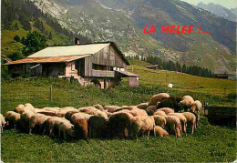 Animaux - Moutons - Moutons Au Repos - CPM - Voir Scans Recto-Verso - Autres & Non Classés