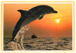 Animaux - Dauphins - CPM - Voir Scans Recto-Verso - Dolphins