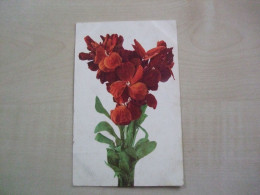 Carte Postale Ancienne POIS DE SENTEUR - Fleurs