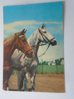 D203195 CPSM   Horse Pferd Cheval -  Erlangen  1976 - Chevaux