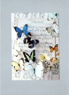 Papillons - Schmetterlinge