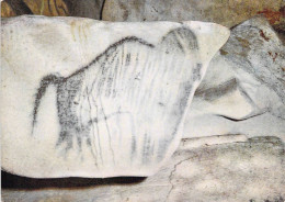 46 - Cabrerets - Grotte De Pech Merle - Peinture De Mammouth - Other & Unclassified