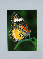 Papillons - Mariposas