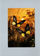 Papillons - Vlinders