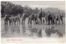 CEYLON - Ceylon Elephants - Plate 58 - Sri Lanka (Ceilán)