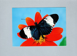 Papillons - Butterflies