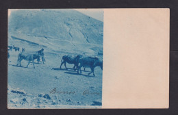 2 C. Ganzsache Mit Bild "Esel" - Gestempelt - Bolivië